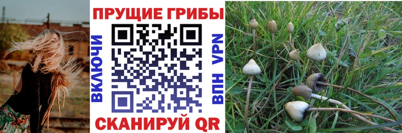 Псилоцибиновые грибы Psilocybe  Энгельс 